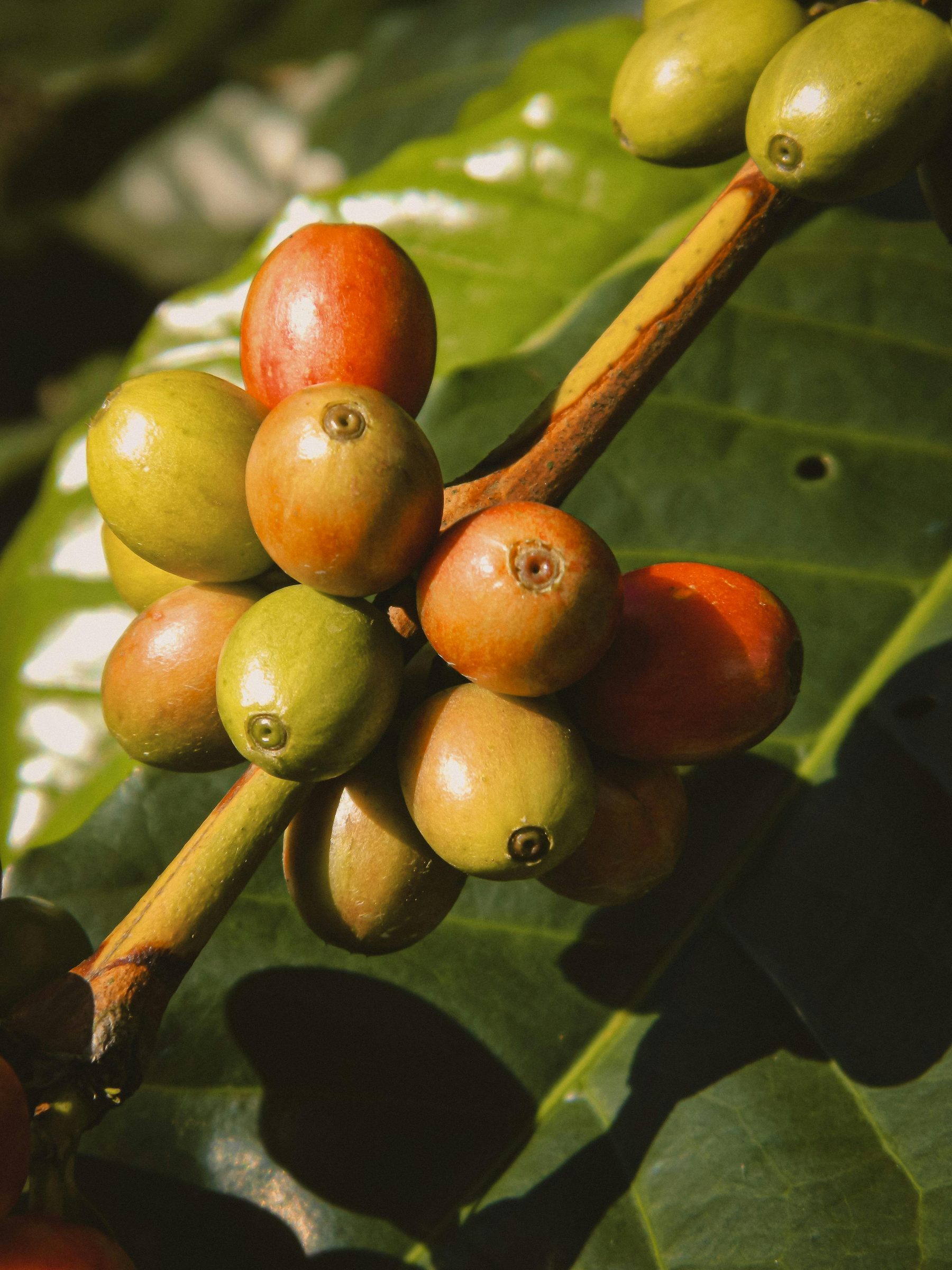 Araku coffee sourcing with Andhra Pradesh coffee cherries