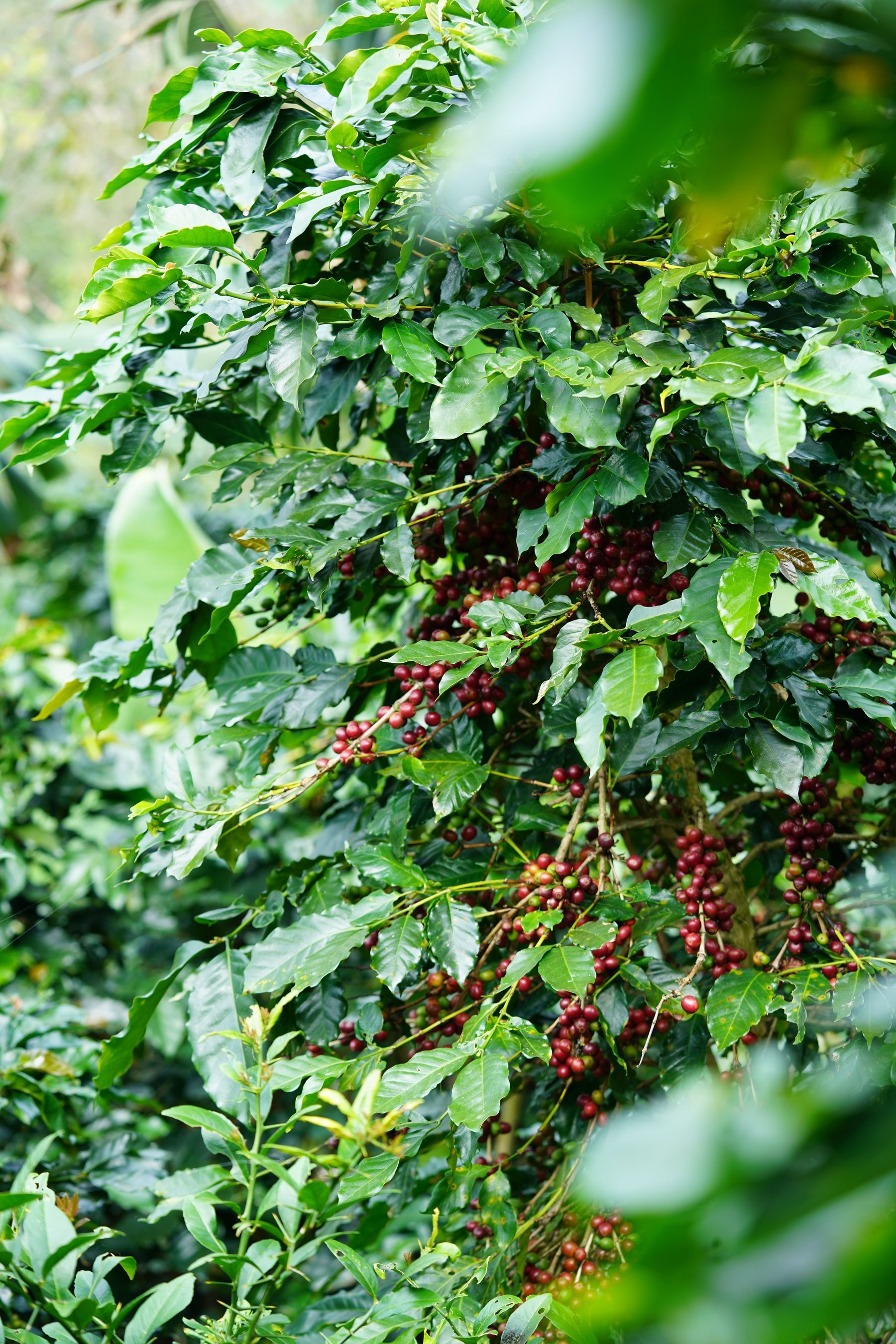 Araku valley coffee plantation for premium Indian origin sourcing
