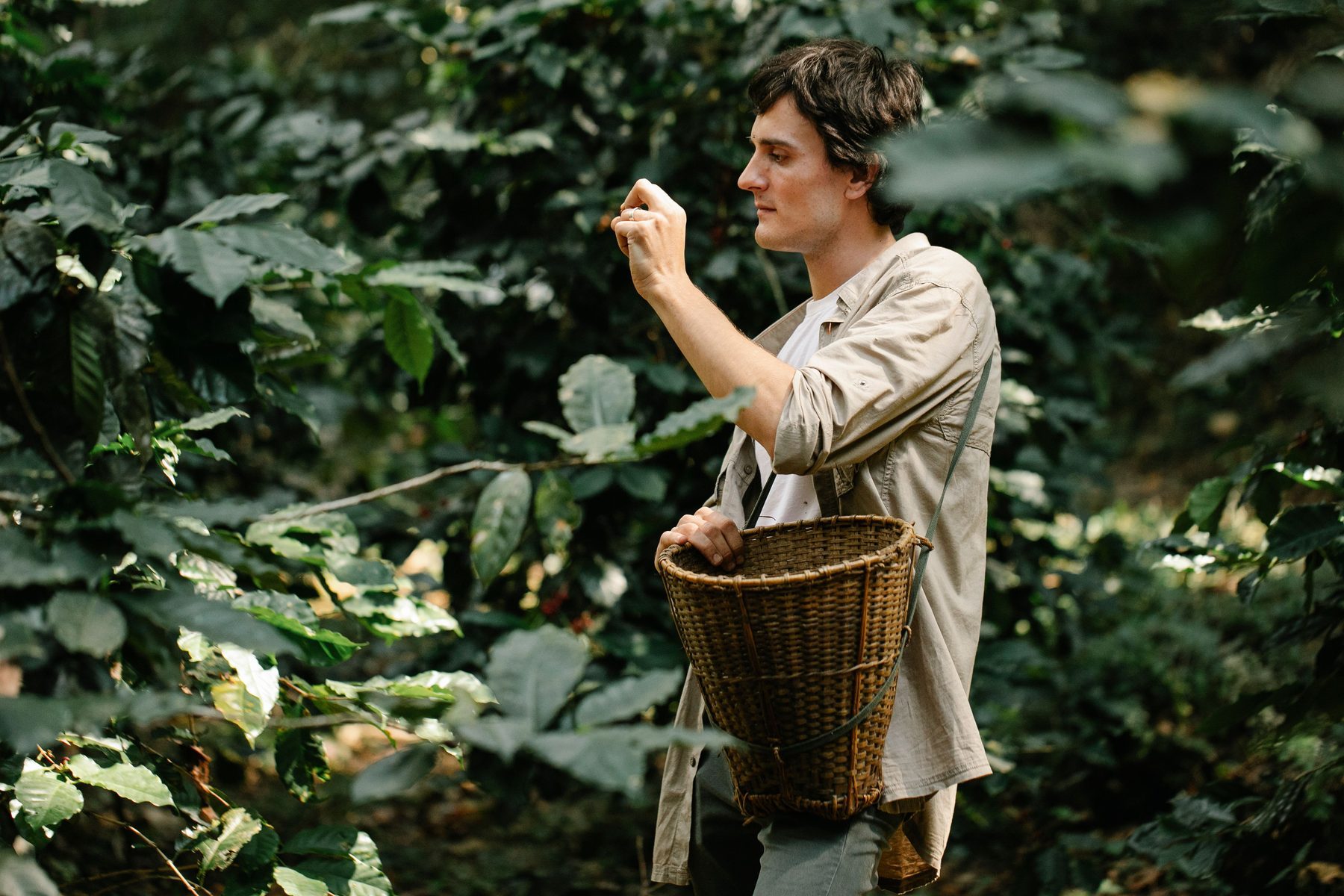 Coffee estate worker selecting cherries for Chikmagalur coffee sourcing