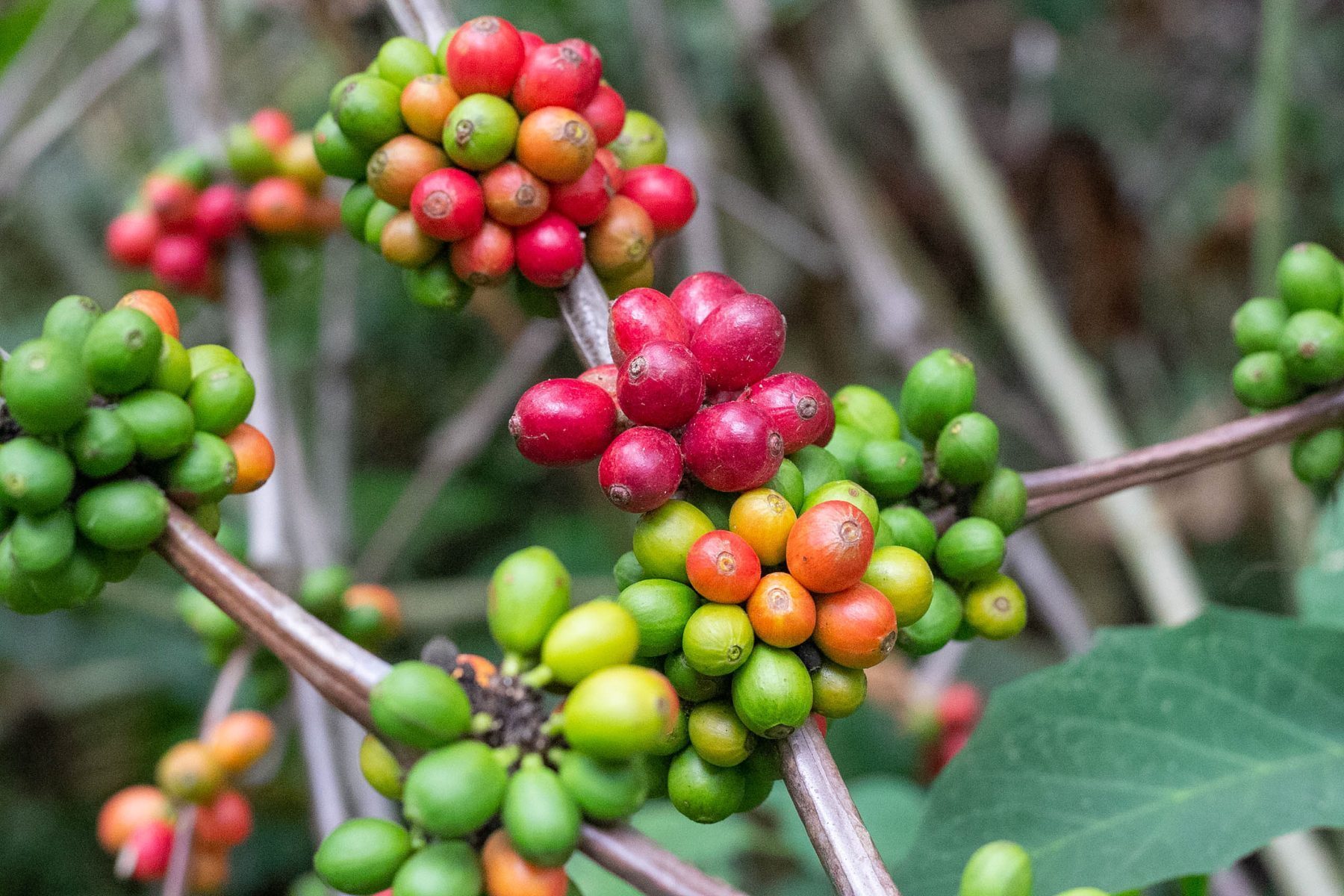 Indian coffee origin estates with coffee cherries for traceable sourcing