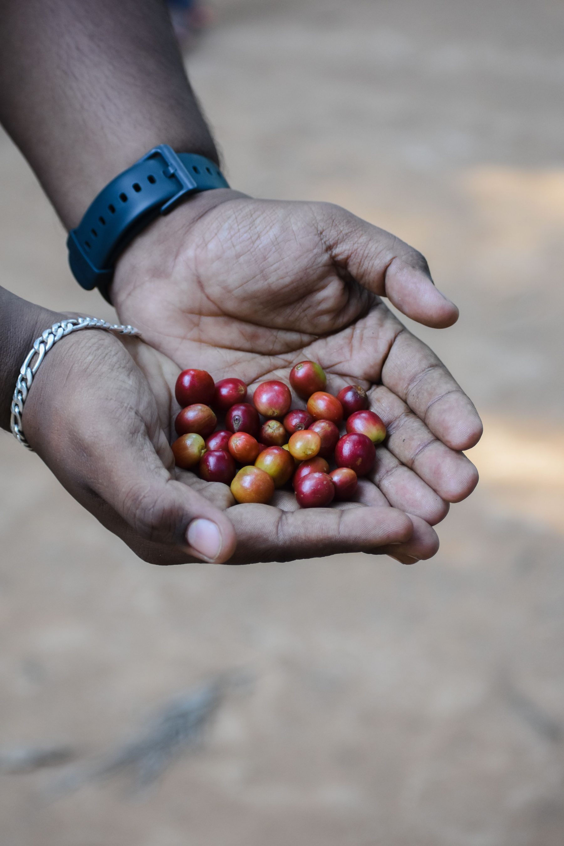 Harvested coffee cherries for cherry grade coffee from India