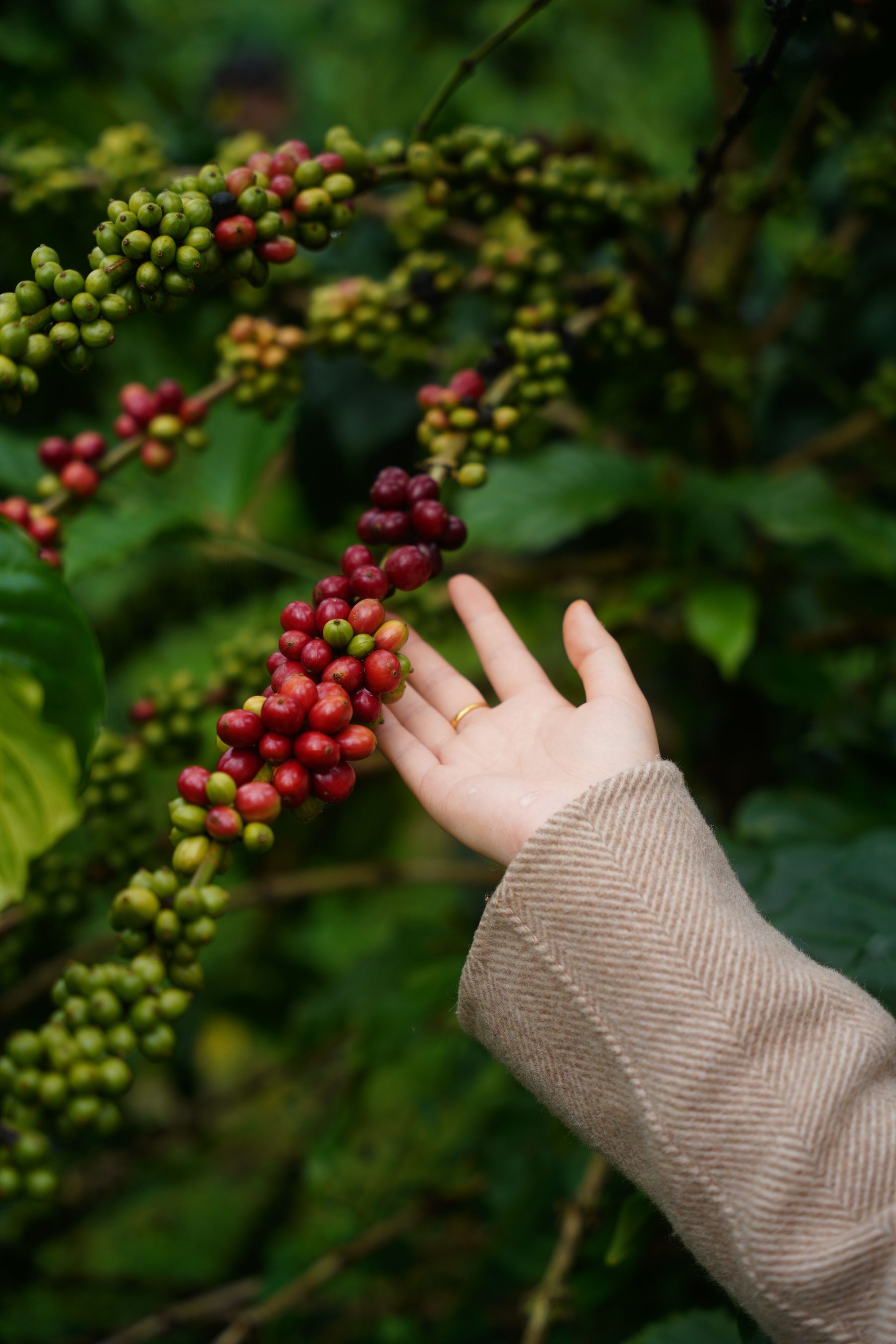 Hand selecting coffee cherries for Coorg coffee beans from India