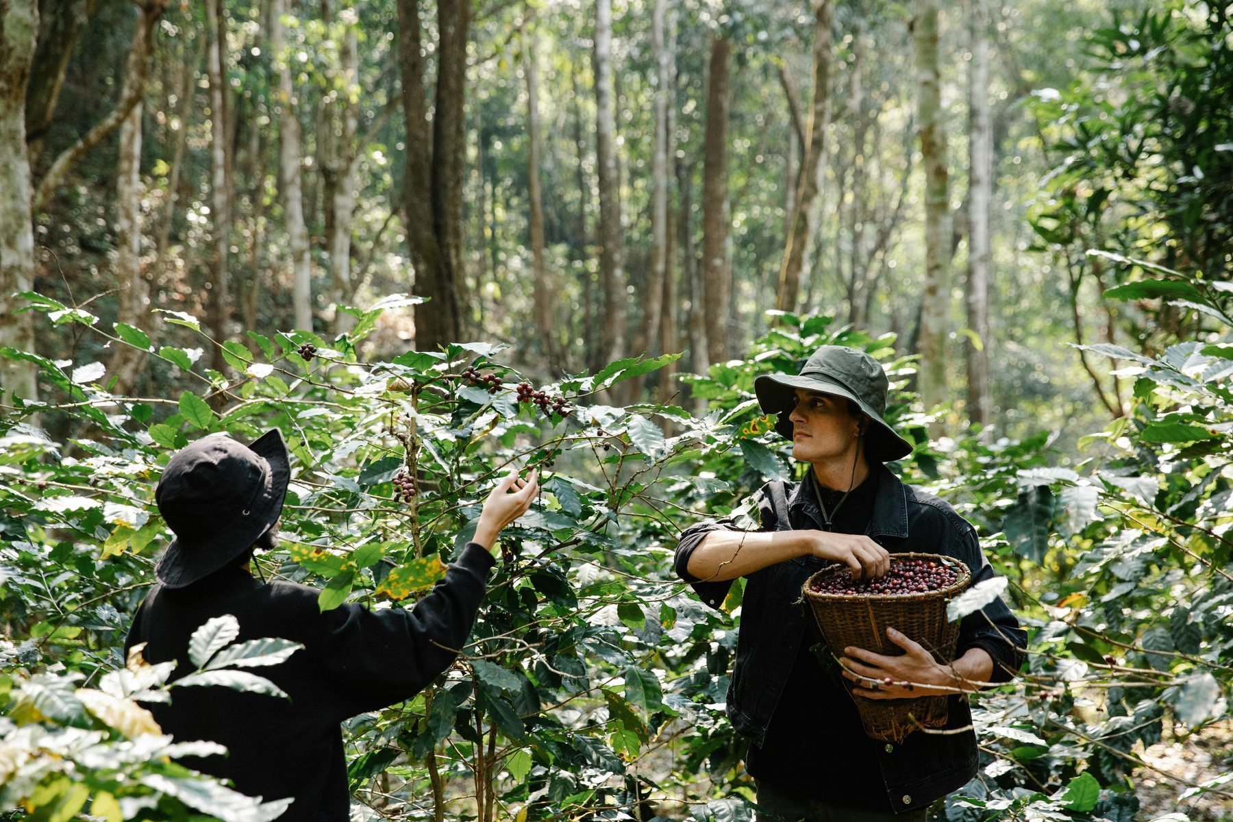 Indian coffee origin estates supporting premium coffee exporters from India