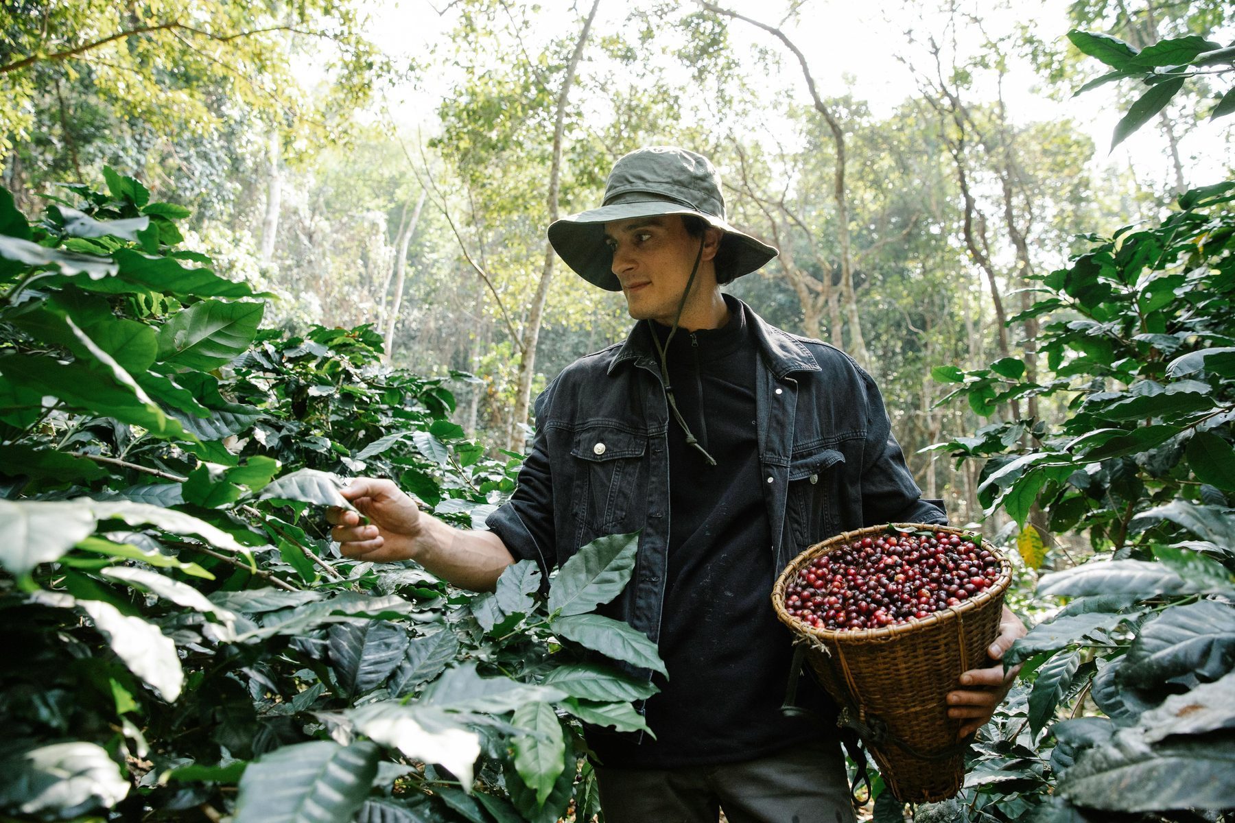 Indian coffee origin estates with harvested coffee beans for traceable sourcing