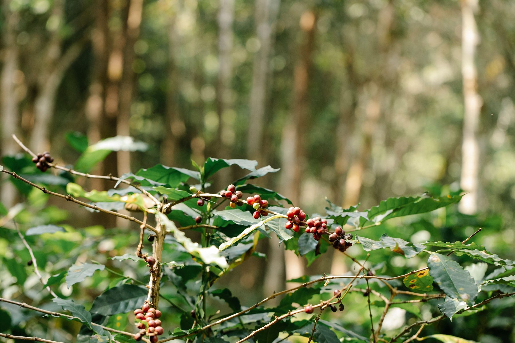Coorg coffee supplier shaded coffee plant for Karnataka coffee sourcing