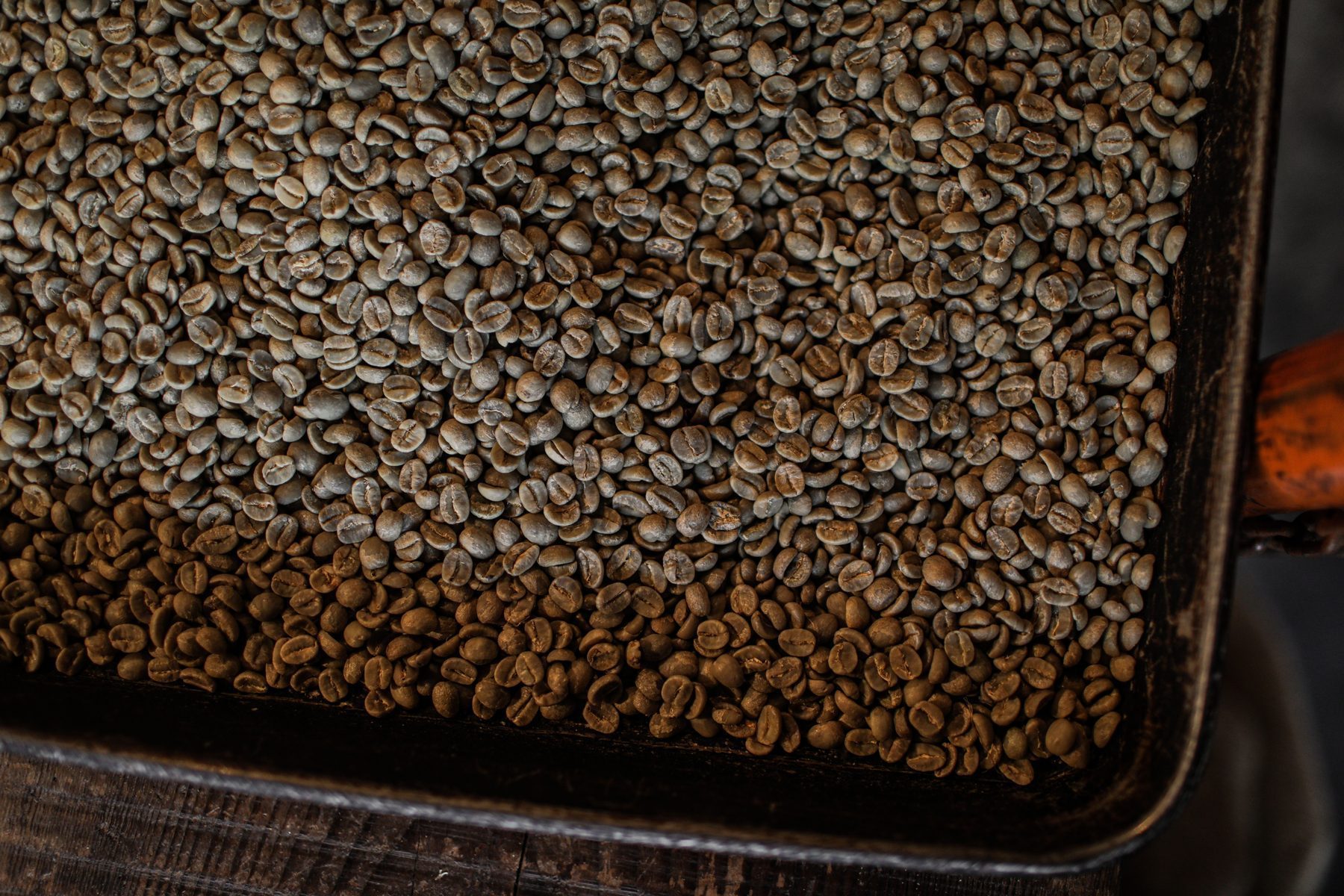 Green coffee beans India lot selection for wholesale sourcing