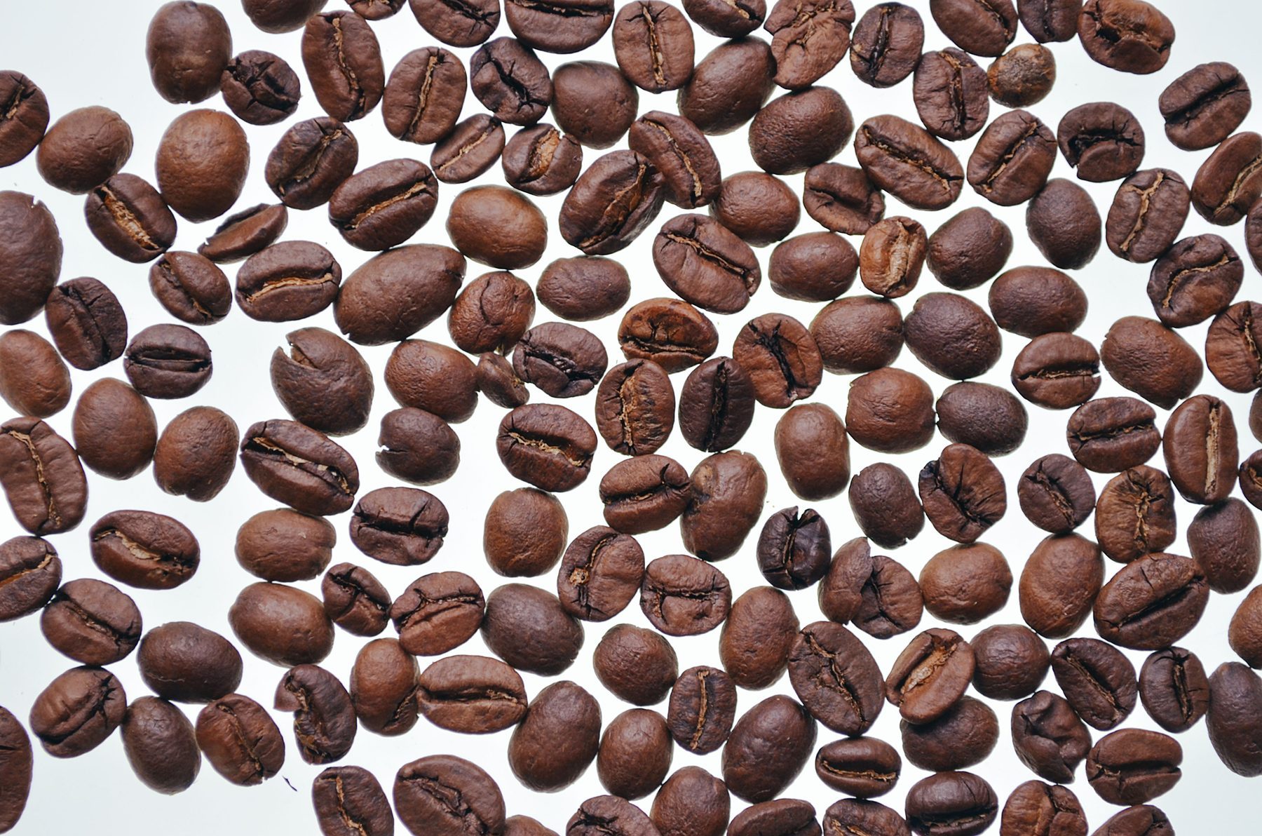 Roasted coffee beans wholesale bulk supply for cafes and distributors