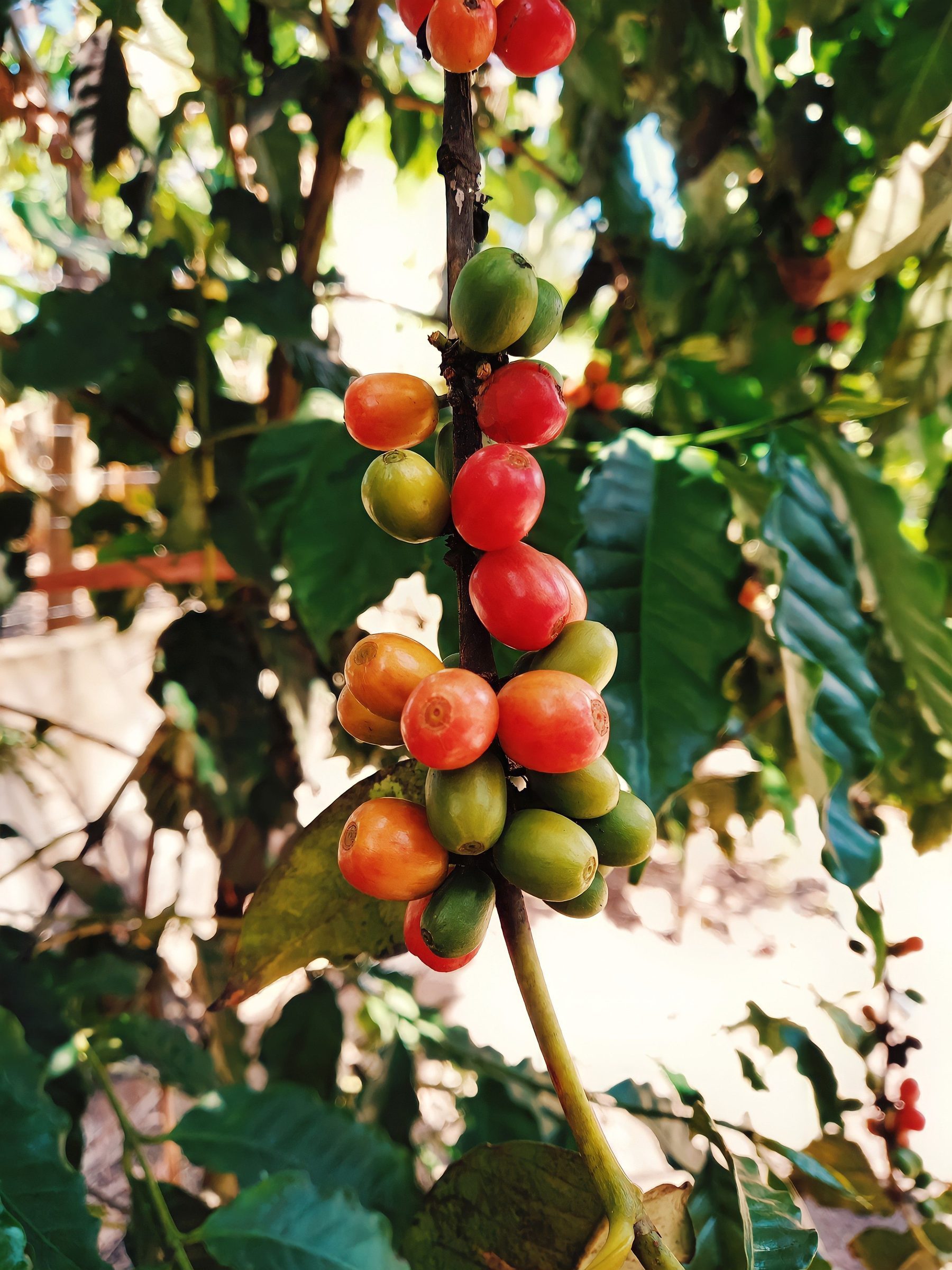 Wayanad coffee beans for Kerala coffee origin sourcing
