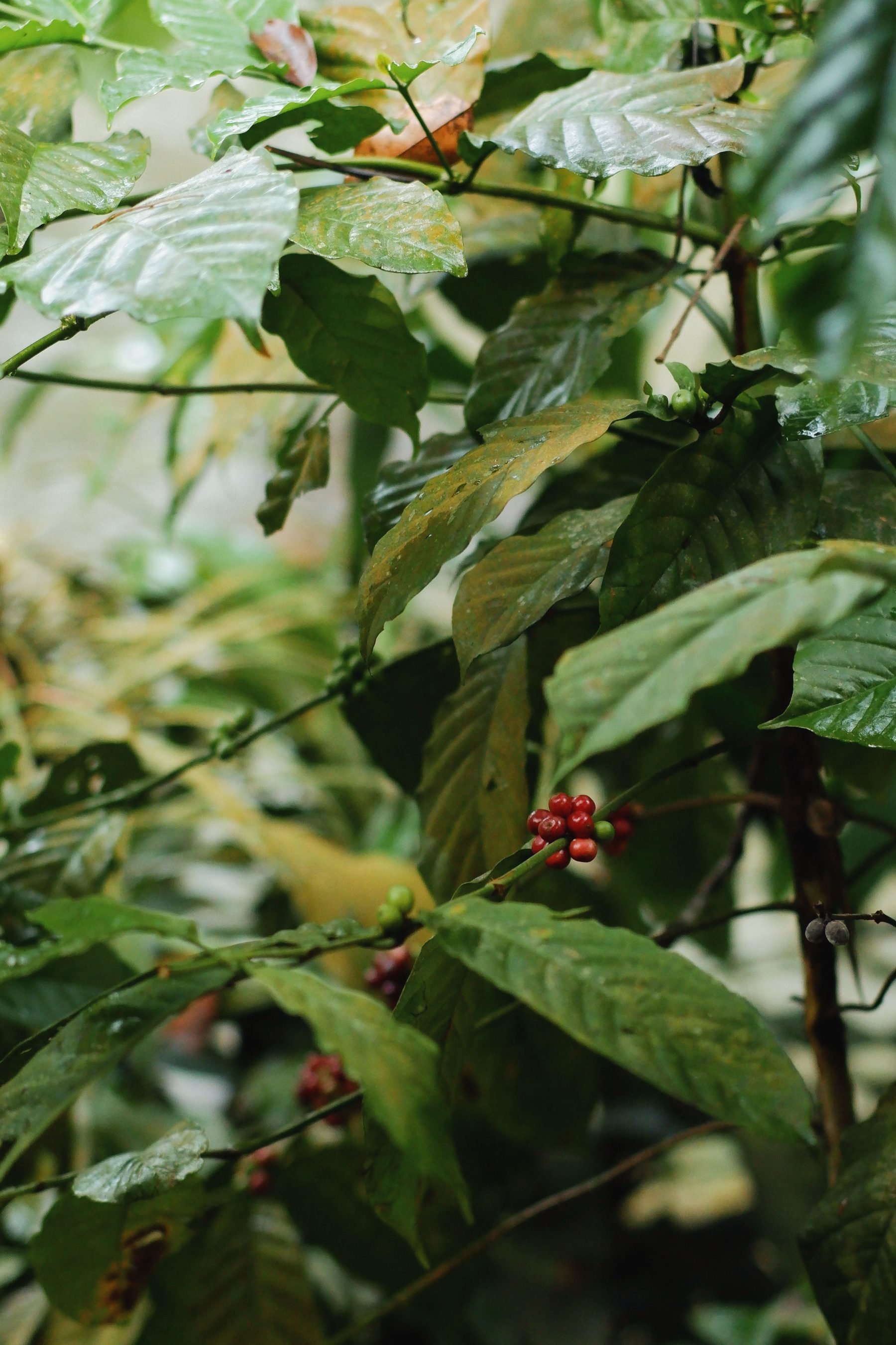 Kerala forest-grown coffee plants for Wayanad coffee beans